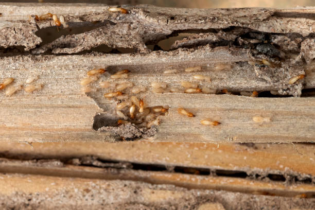 Best Affordable Pest Control Services  in Northvale, NJ